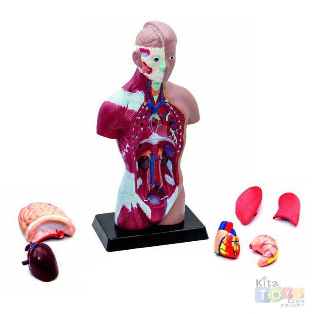 İnsan Vücudu Maketi 27 cm (Laboratuvar Fen Merkezi Modeli) Vücut
