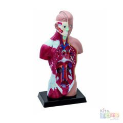 İnsan Vücudu Maketi 27 cm (Laboratuvar Fen Merkezi Modeli) Vücut