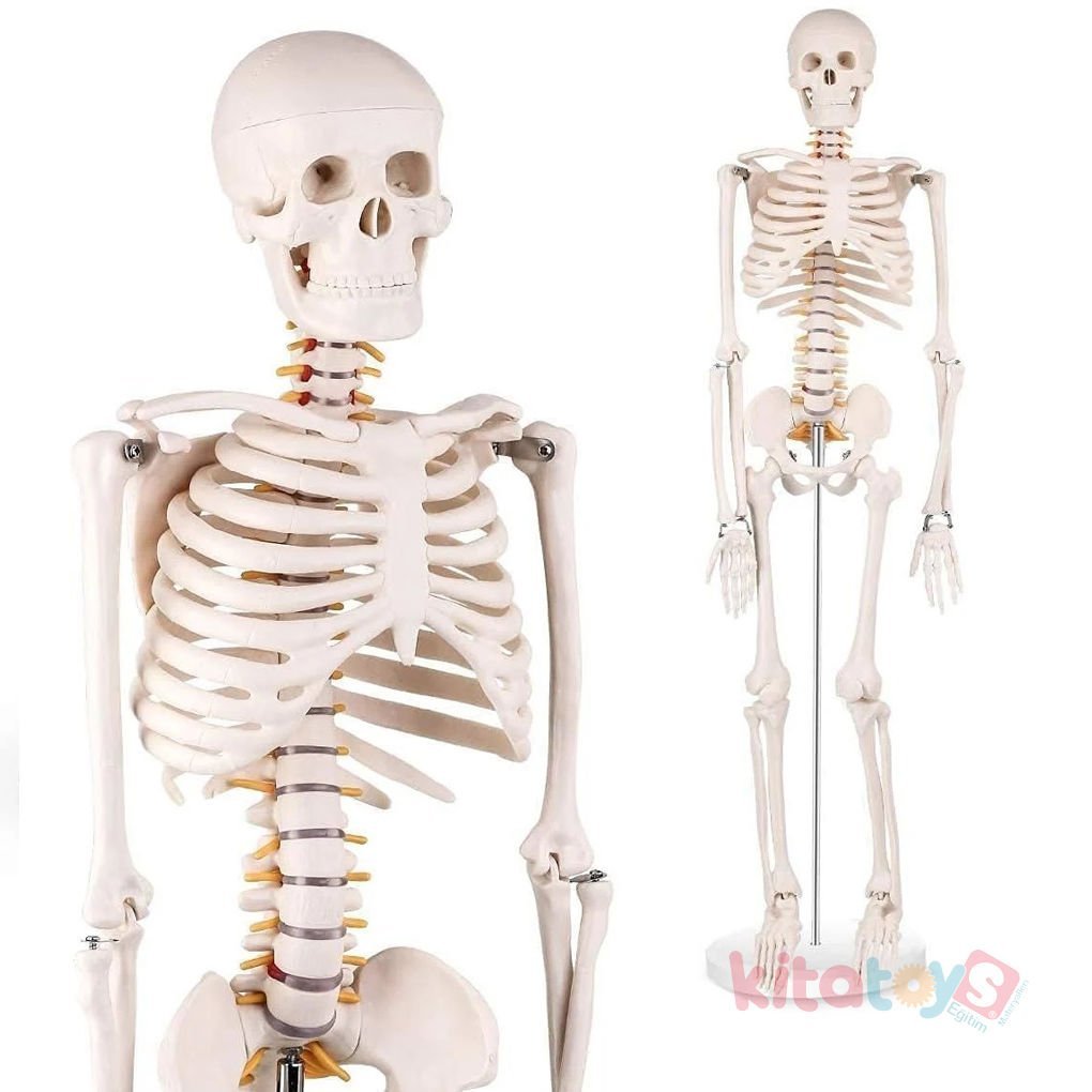 İskelet Modeli 85 cm (İnsan İskeleti Okul Maketi)