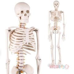 İskelet Modeli 85 cm (İnsan İskeleti Okul Maketi)