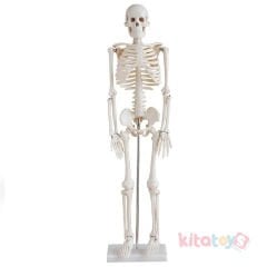 İskelet Modeli 85 cm (İnsan İskeleti Okul Maketi)