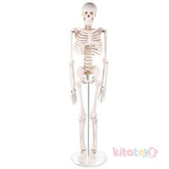 İskelet Modeli 85 cm (İnsan İskeleti Okul Maketi)