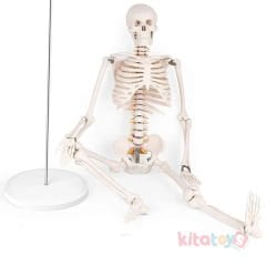 İskelet Modeli 85 cm (İnsan İskeleti Okul Maketi)