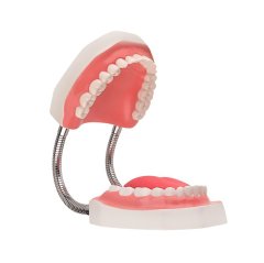 Diş Fırçalama Modeli (Büyük Boy Fen Merkezi)