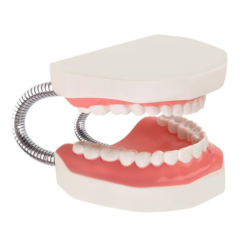 Diş Fırçalama Modeli (Büyük Boy Fen Merkezi)