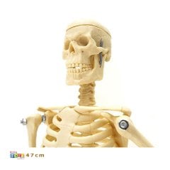 İskelet Modeli 46 cm Maket