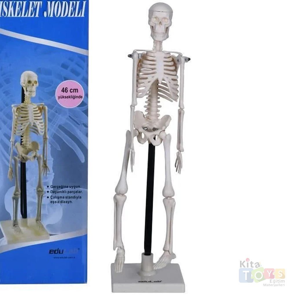 İskelet Modeli 46 cm Maket