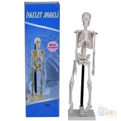 İskelet Modeli 46 cm Maket