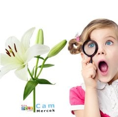 Büyüteç 60 mm Masis (Cam Mercek-Fen Merkezi