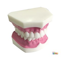 Diş Modeli (Fen Merkezi Maketi)