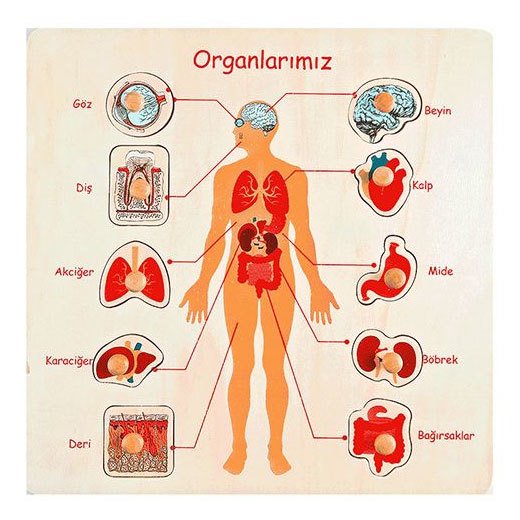 Organlarımız Ahşap Puzzle 30x30 cm