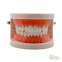 Diş Maketi (Modeli) Öğretim Materyali