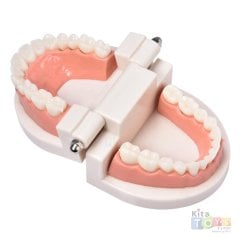 Diş Maketi (Modeli) Öğretim Materyali