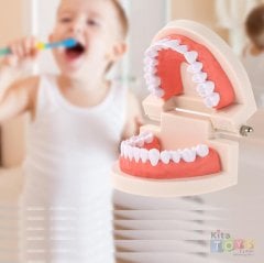 Diş Maketi (Modeli) Öğretim Materyali